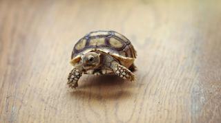 Jak hodować żółwia domowego? Czym go karmić?