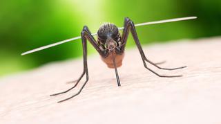 Domowe sposoby na ukąszenie komarów – czym smarować oraz jak zmniejszyć opuchliznę i świąd?