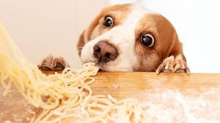 Czy pies może jeść makaron? Jaki jest najzdrowszy?