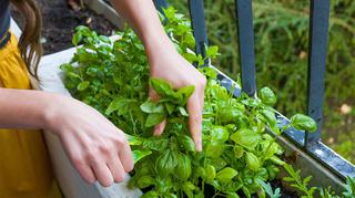 Warzywny i ziołowy ogród na balkonie – jak go założyć i jakie rośliny w nim uprawiać?