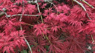 Klon japoński – odmiany, uprawa i cięcie. Jakie choroby atakują drzewo?