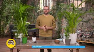 Jak prawidłowo hodować palmy doniczkowe? 