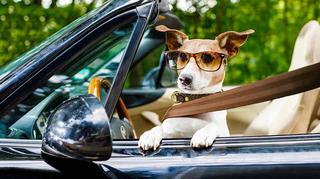 Pasy dla psa do samochodu – jak bezpiecznie przewieźć pupila?