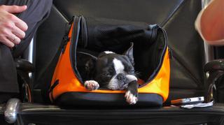 Jak zapewnić psu bezpieczną podróż?