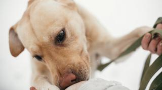 Czy psy wykrywają koronawirusa? Badacze właśnie to sprawdzają