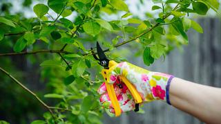 Jak przycinać drzewka owocowe? Porady i sprawdzone sposoby na pielęgnację roślin w sadzie i ogrodzie