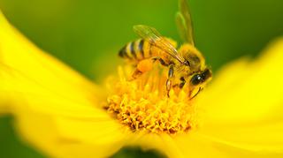 Jak pomóc pszczołom? Zasadź dla nich rośliny