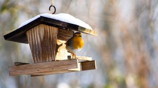 Dokarmianie ptaków jest ważne i może nas wiele nauczyć. Co wrzucać zimą do karmników?
