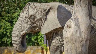 W Warszawskim ZOO smutek - zmarła najstarsza słonica