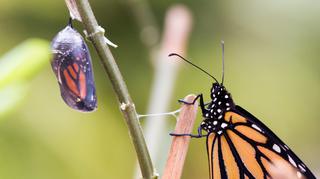 Trociniarka czerwica – gąsienica i motyl. Objawy żerowania pasożytów i ich zwalczanie