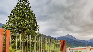 Araukaria – wyjątkowe drzewo wprost z Andów. Jak wygląda jej uprawa w domu i ogrodzie?