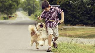 Co zrobić, żeby pies się słuchał na spacerze? Jak wybrać najlepszą smycz?
