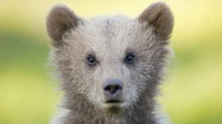 Zamknięto popularny szlak w Tatrach ze względu na rodzinę niedźwiedzi. Zobacz nagranie