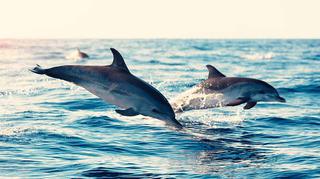 Delfiny w wodzie - znaczenie snu według sennika
