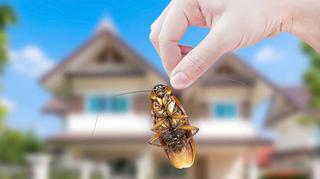 Sposoby na domowe insekty. Jak pozbyć się moli, pluskiew, karaluchów i innych owadów?