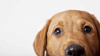Labrador Biszkoptowy – wierny, inteligentny i żywiołowy