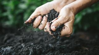 Co daje wapnowanie gleby? Gdzie, kiedy i jakie dawki stosować?