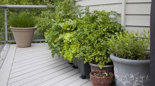 Zielnik – jak zrobić własny ogród ziołowy na balkonie? Co trzeba wiedzieć?