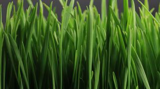 Wiechlina łąkowa, roczna - idealny trawnik i niebezpieczny chwast