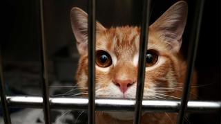 Kostaryka. Kot przemytnik w więzieniu!