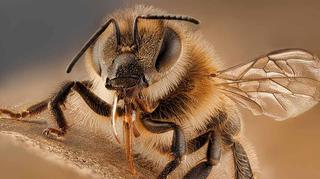 Użądlenie pszczoły – jak sobie z nim radzić? Jakie są objawy alergii na pszczeli jad?