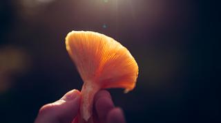 Jak odróżniać od siebie pomarańczowe grzyby? Poradnik