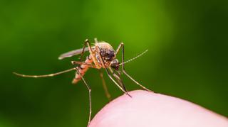 Czym odstraszyć komary? Jak chronić się przed ich ugryzieniami? Domowe sposoby