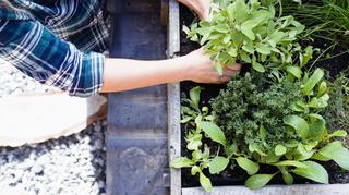 Jak przechowywać zioła i warzywa z ogrodu na zimę?