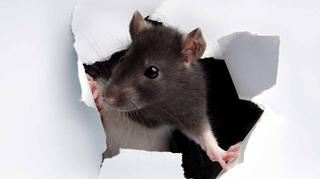 Szczur wędrowny w domu – jak się go pozbyć? Skuteczne zwalczanie gryzoni