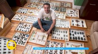 Kolekcjoner owadów egzotycznych. Swoje zbiory gromadzi od 35 lat