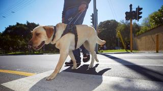 Unikatowy projekt poznańskiej fundacji. Psy pomagają osobom cierpiącym na zespół stresu pourazowego
