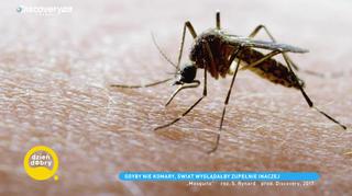 Komary – owady, które decydują o losach ludzkości. 