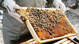 Pszczoły mogą wykryć COVID-19? Naukowcy: 