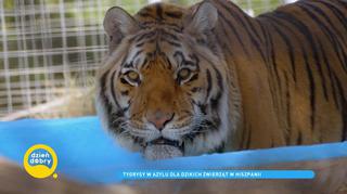 Tygrysy uratowane z transportu - jak obecnie wygląda ich życie? 