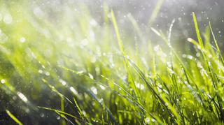 Sianie trawy – kiedy siać i jak się przygotować?