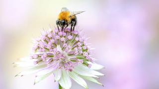 Co wiesz o pszczołach? Sprawdź się w quizie 
