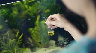 Jak mogą chorować rośliny akwariowe i jak je leczyć?