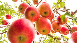 Znane odmiany jabłek – kwaśne czy słodkie, zimowe czy jesienne. Które najlepiej pasują do deserów, a które do dań wytrawnych?