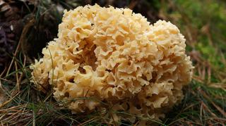 Kozia broda – grzyb jadalny i niezwykle smaczny. Jak go wykorzystać w kuchni?