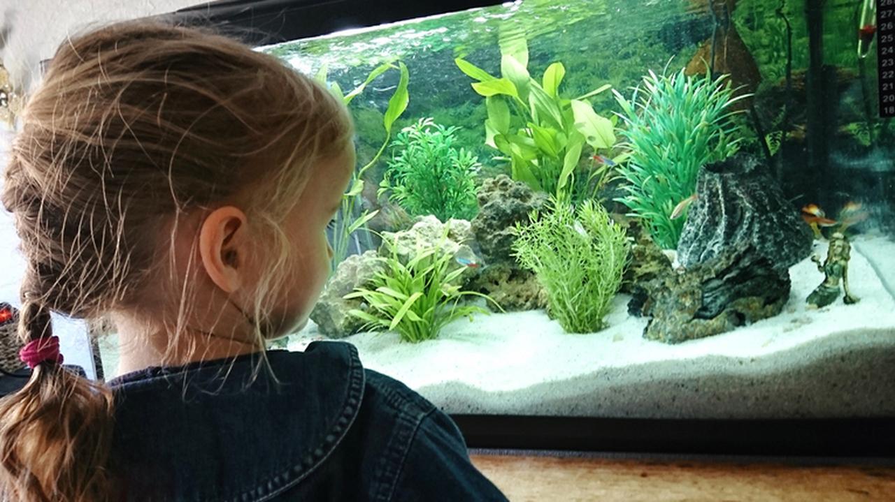 Dziewczynka wpatrująca się w akwarium. Akwarium roślinne.