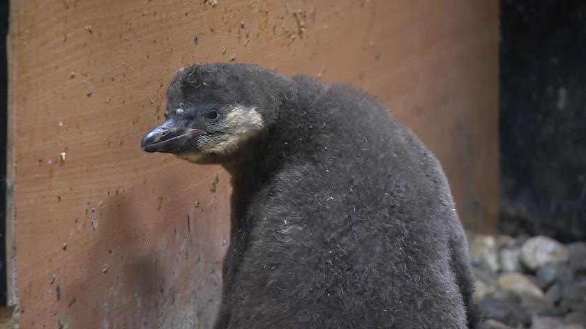 Pingwinek nowym mieszkańcem chorzowskiego ZOO