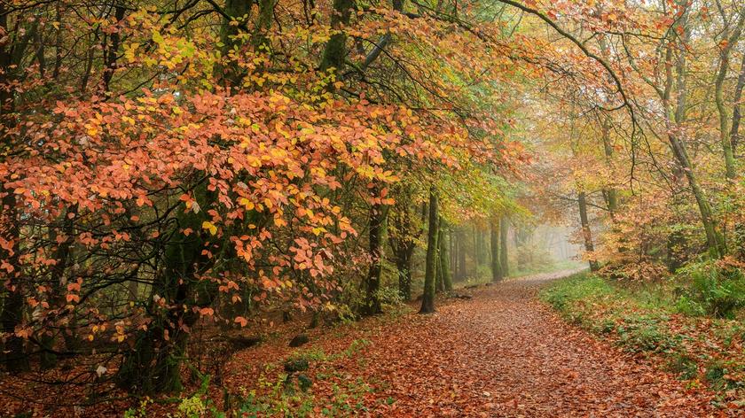 jesienna aura, drzewa