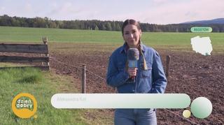 Pogoda na dziś. Największa stadnina hucułów w Europie