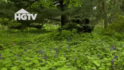 20250220_HGTV_NMWO_Rosliny_okrywowe
