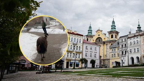 Nietypowy przechodzień w Przemyślu. "Bliżej nam do Australii"