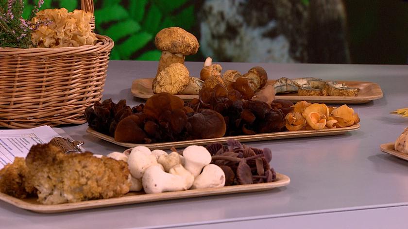 różne gatunki grzybów 