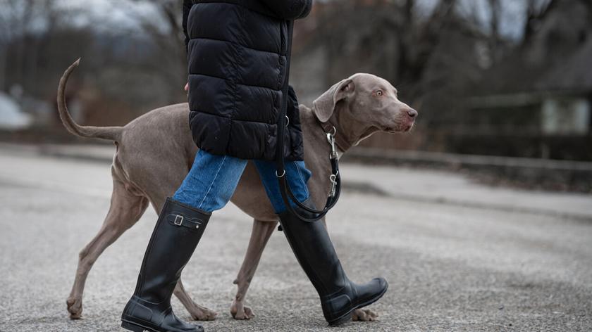 Pies chodzący przy nodze na spacerze