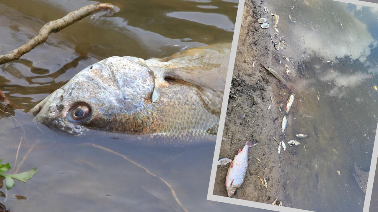 martwe ryby w rzece Odra