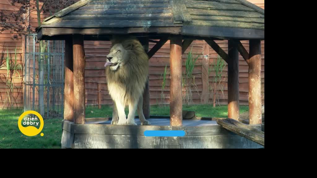 DD_20221111_Zoo_rep_REP