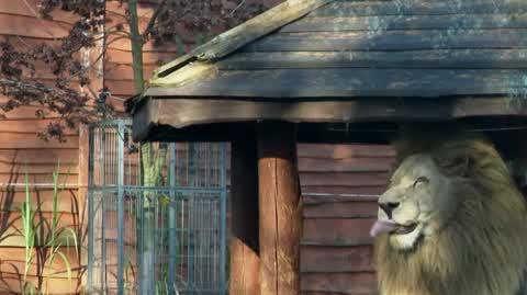DD_20221111_Zoo_rep_REP